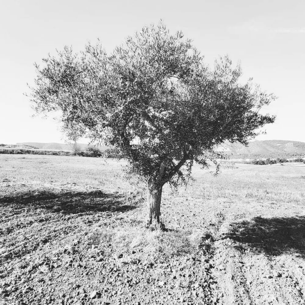 Vue d’un olivier dans un champ bio en Espagne