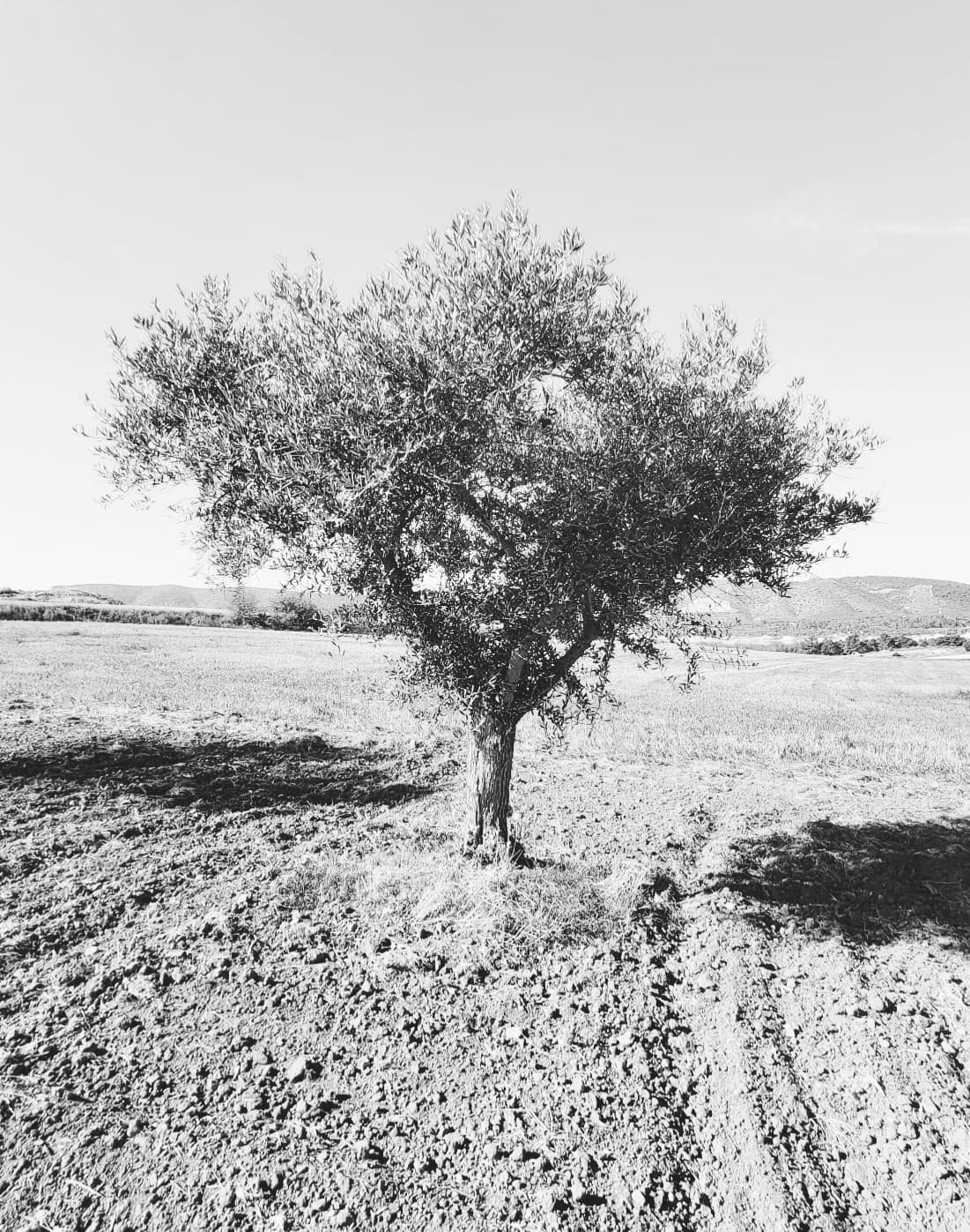 Parrainez un Olivier Pal’Olivo – Cadeau
