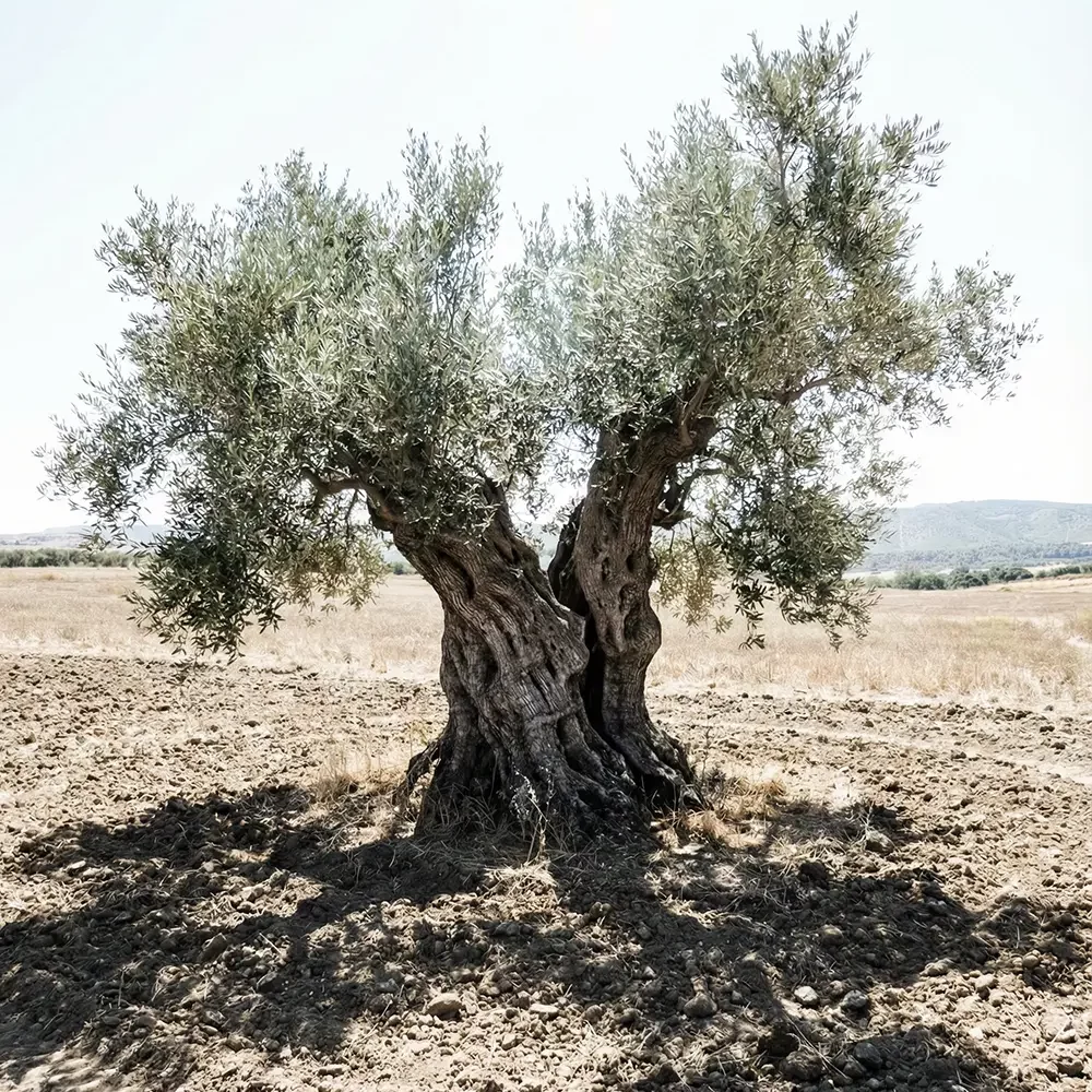 Vieux tronc noueux et sculptural d'un olivier centenaire (millénaire) sur un sol aride en Espagne. Arbre disponible pour le parrainage Pal'Olivo sur la parcelle Valsimanco à Buendía.